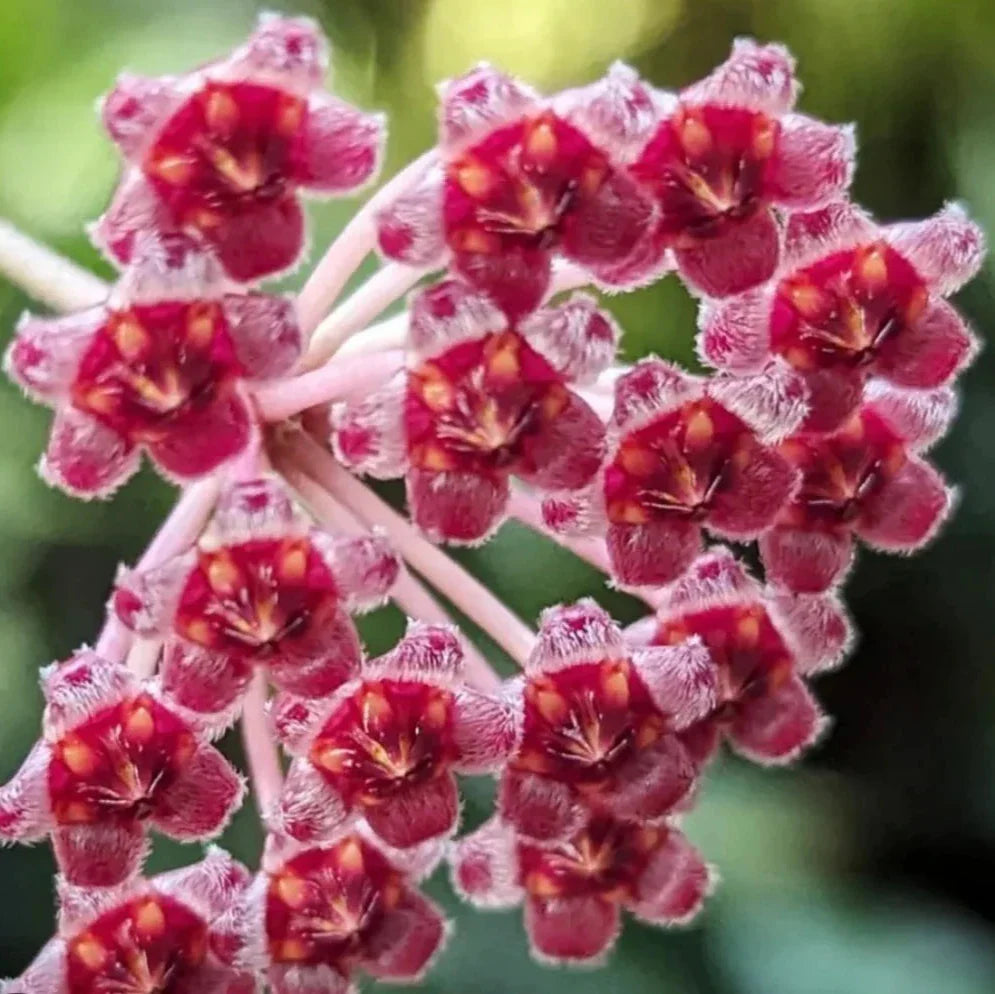 Hoya Rosita
