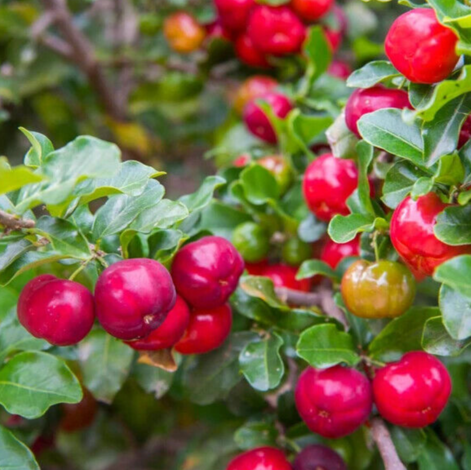 Barbados-Kirsche – Malpighia glabra
