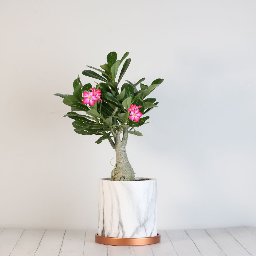 Wüstenrose – Adenium obesum