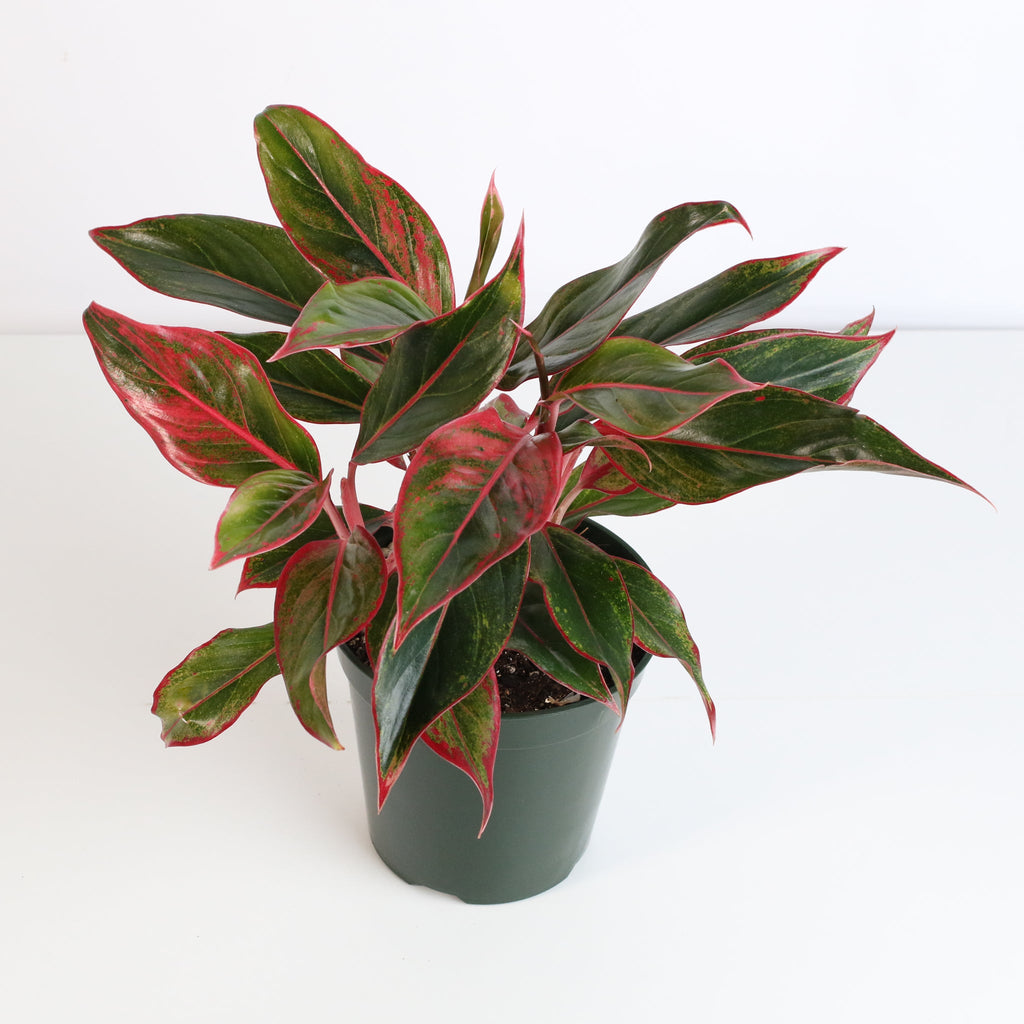 Aglaonema Siam Pflanze