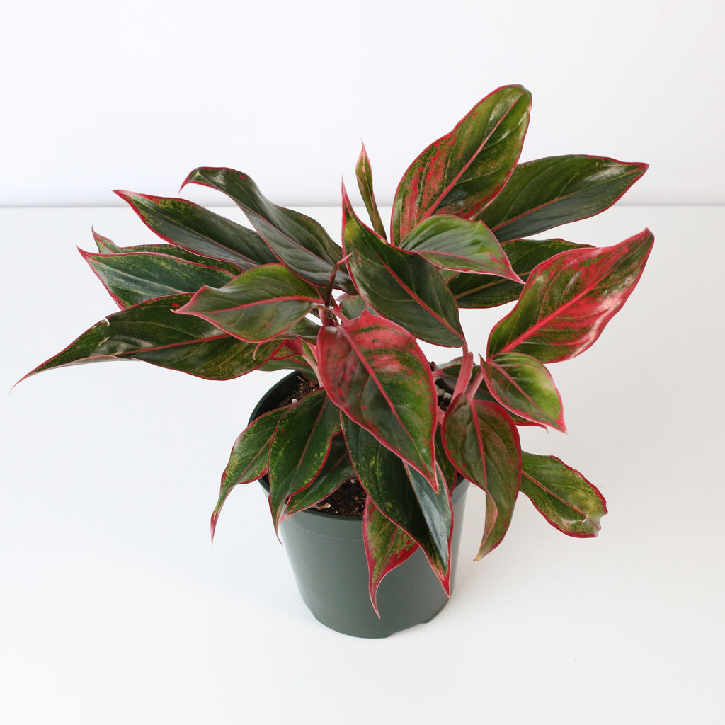 Aglaonema Siam Pflanze