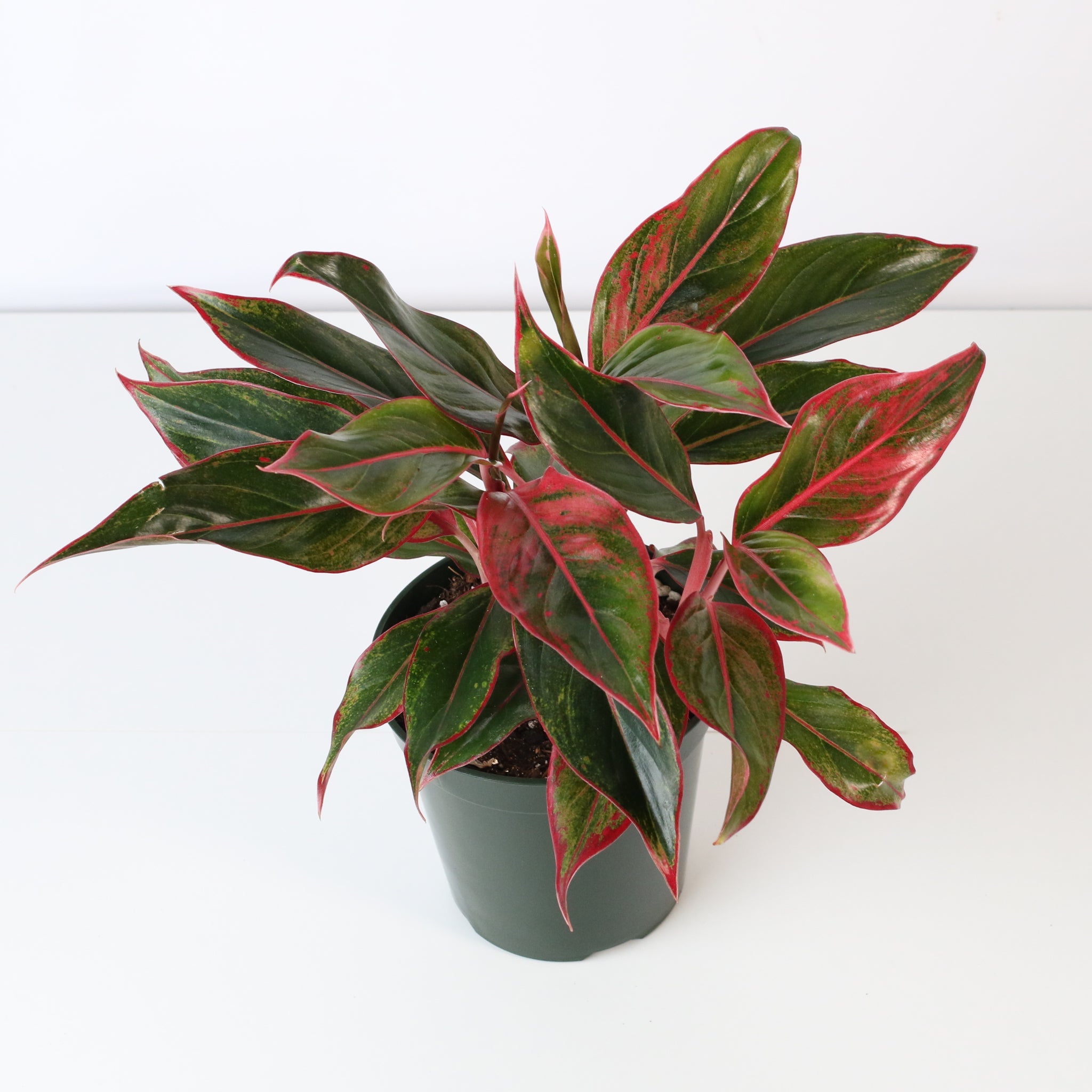 Aglaonema Siam Pflanze
