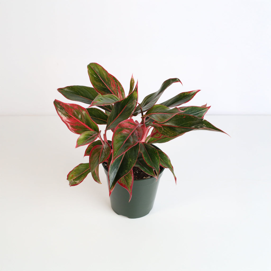 Aglaonema Siam Pflanze