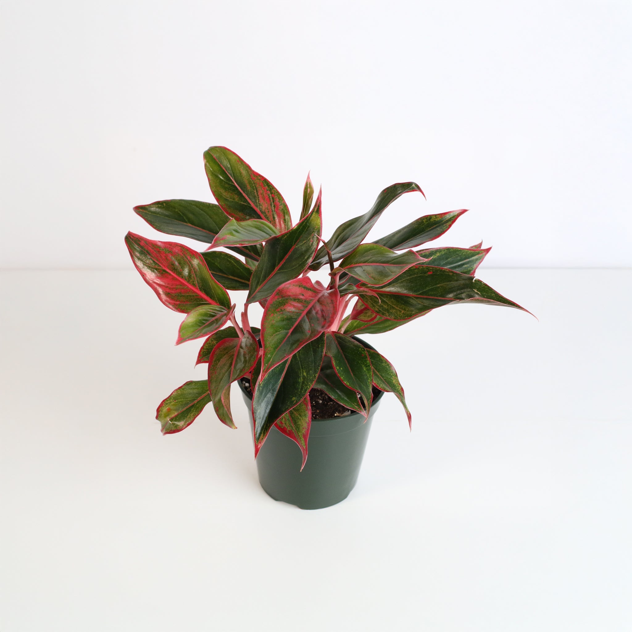 Aglaonema Siam Pflanze