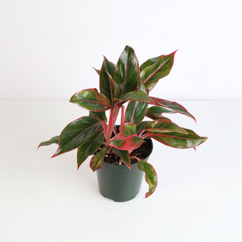 Aglaonema Siam Pflanze