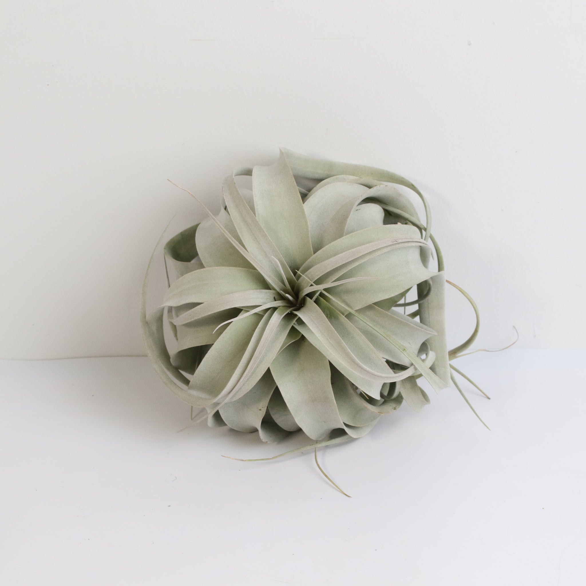 Tillandsia Xerographica – Luftpflanze