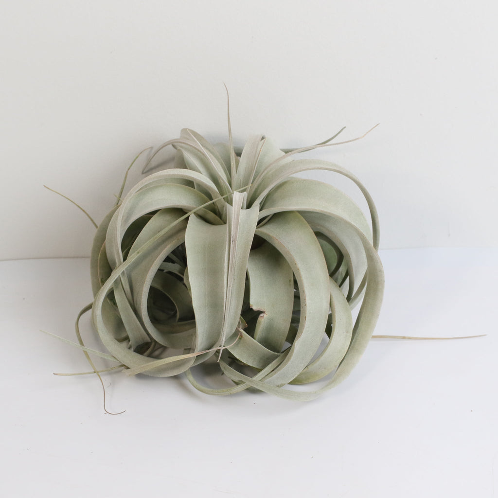 Tillandsia Xerographica – Luftpflanze