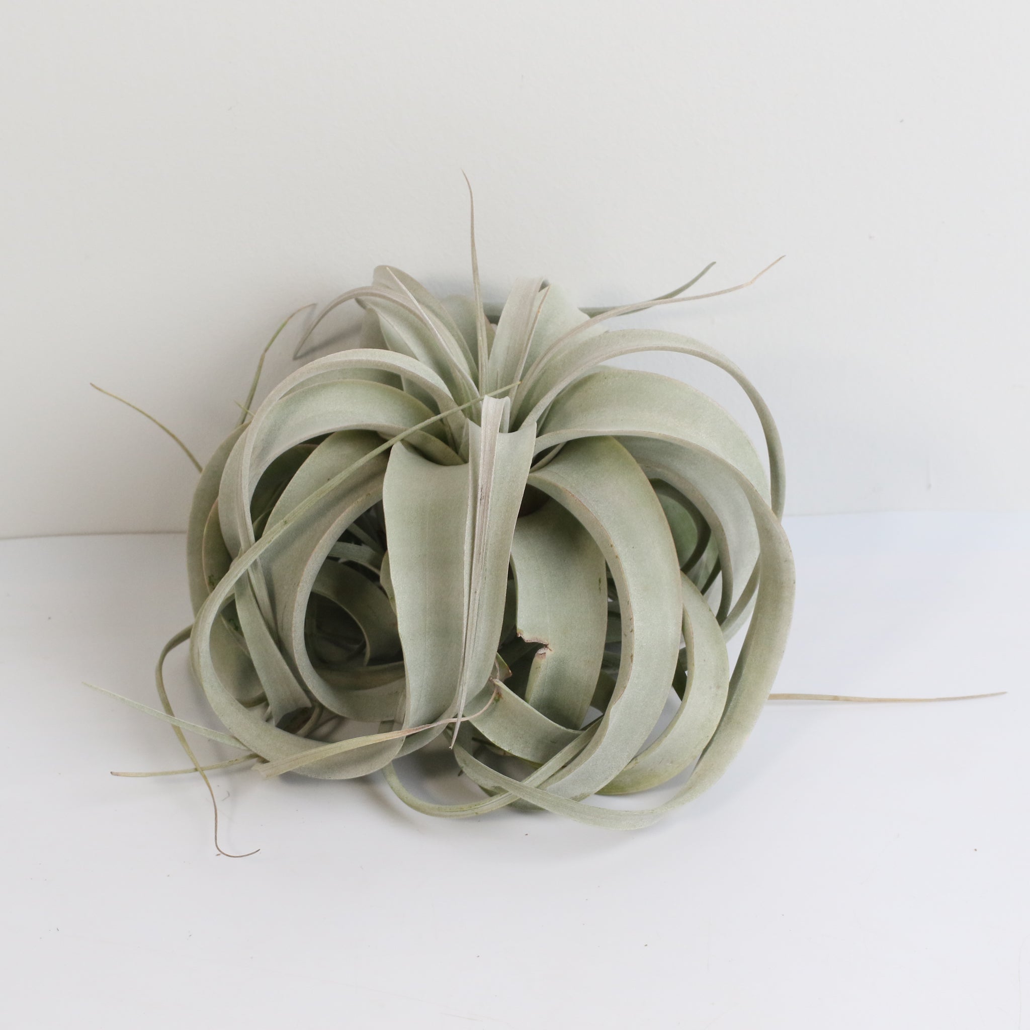 Tillandsia Xerographica – Luftpflanze