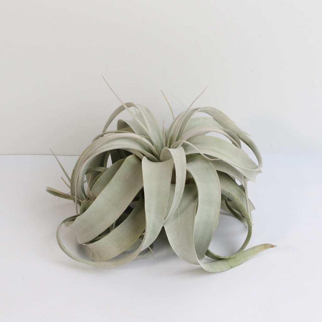 Tillandsia Xerographica – Luftpflanze