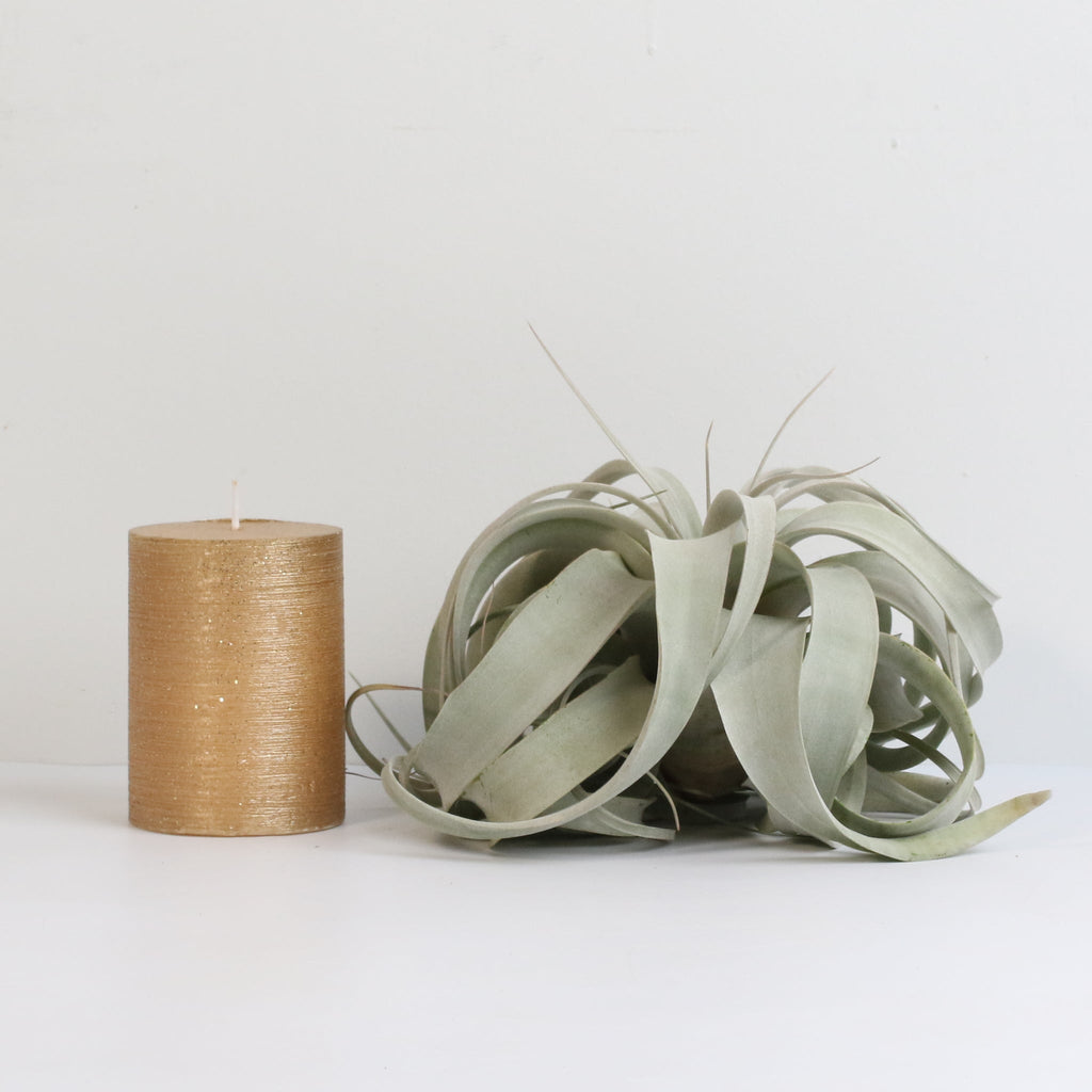 Tillandsia Xerographica – Luftpflanze