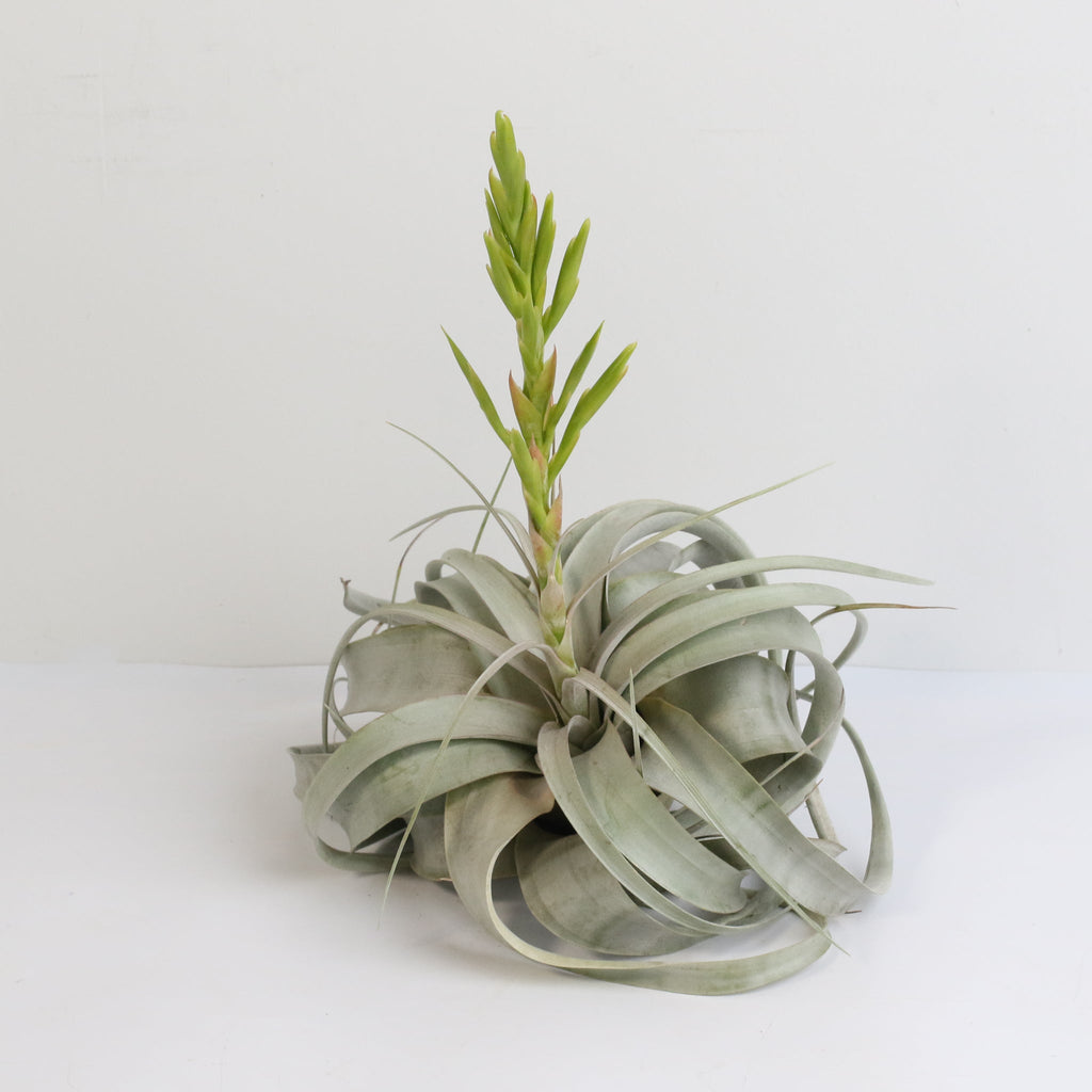 Tillandsia Xerographica – Luftpflanze