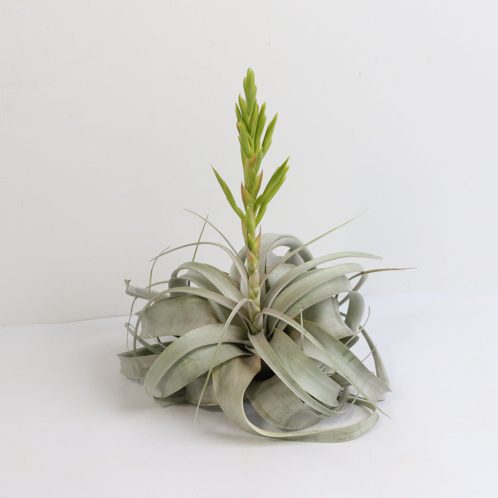 Tillandsia Xerographica – Luftpflanze