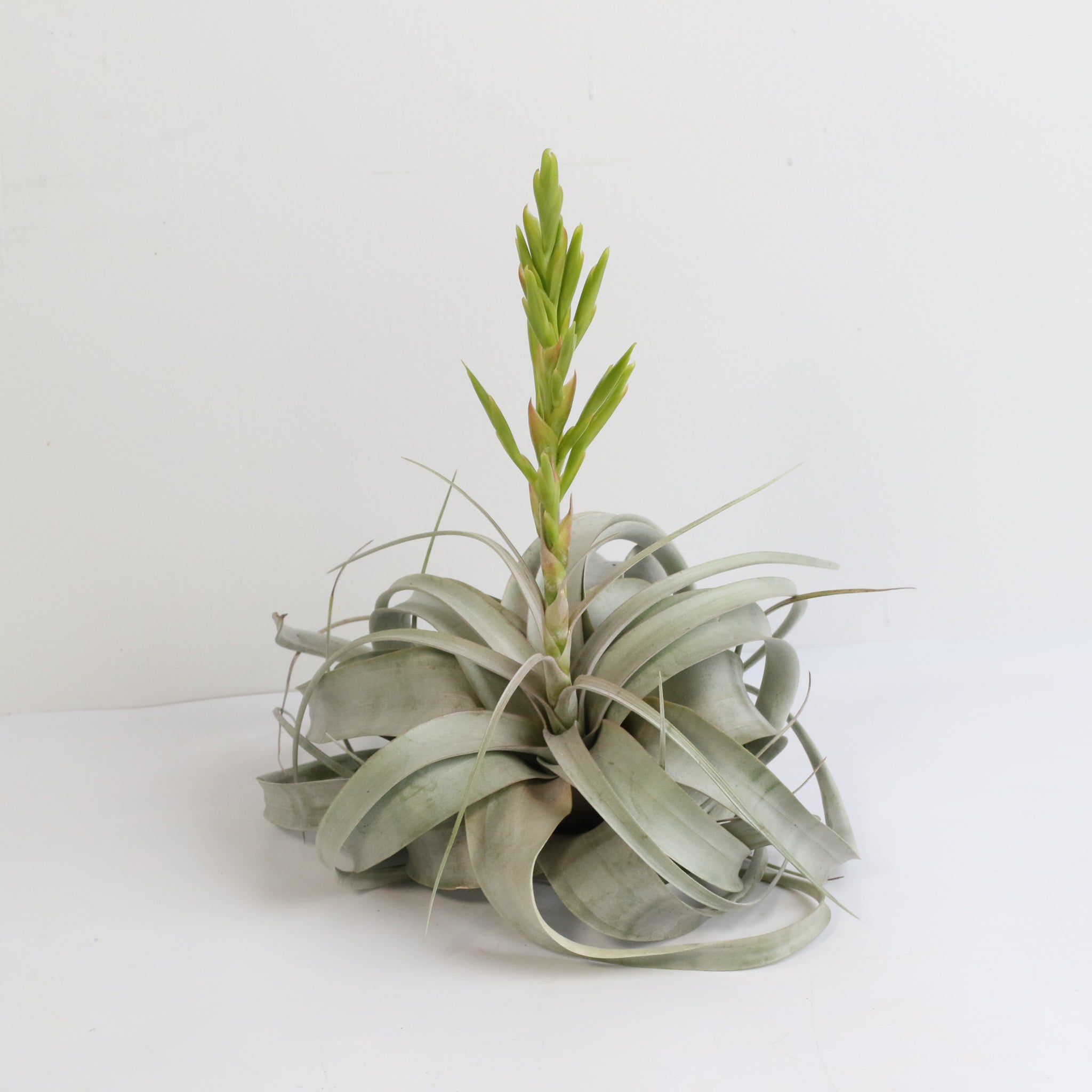 Tillandsia Xerographica – Luftpflanze