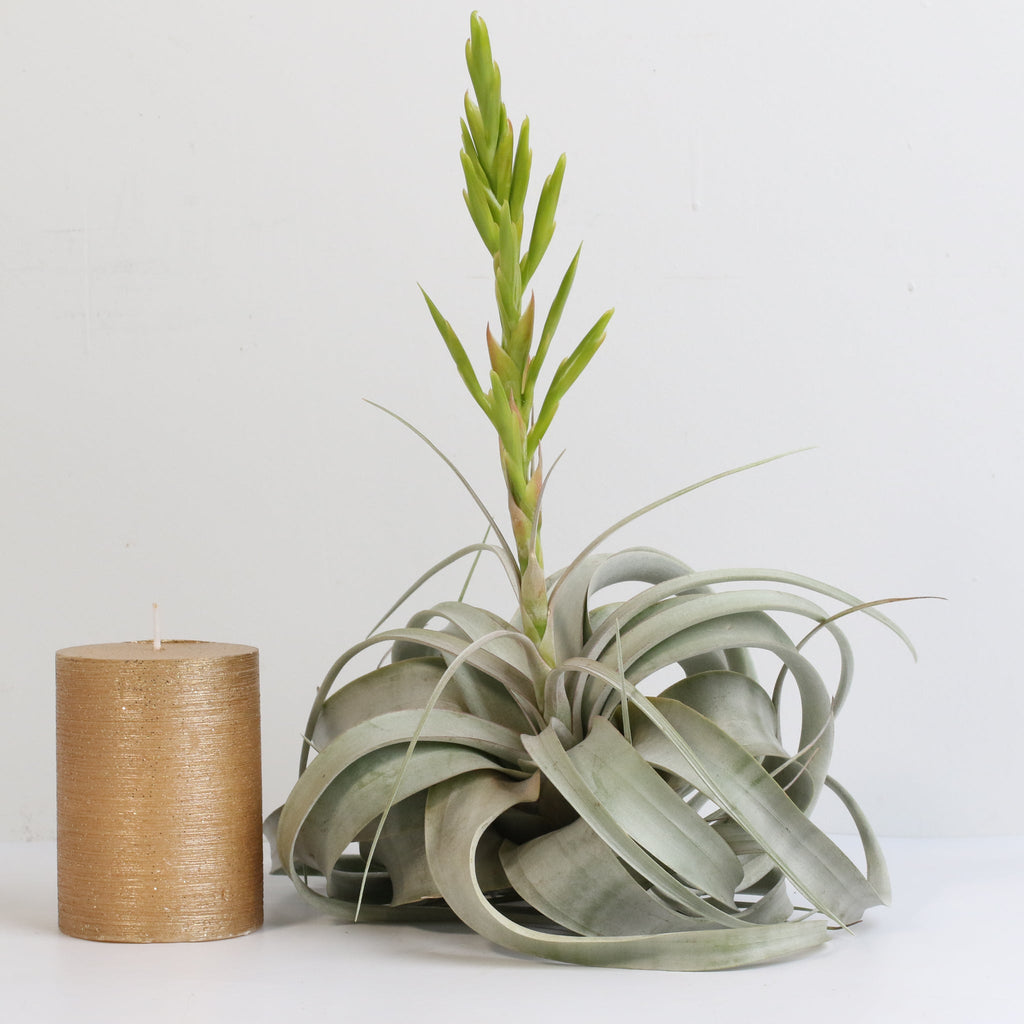 Tillandsia Xerographica – Luftpflanze