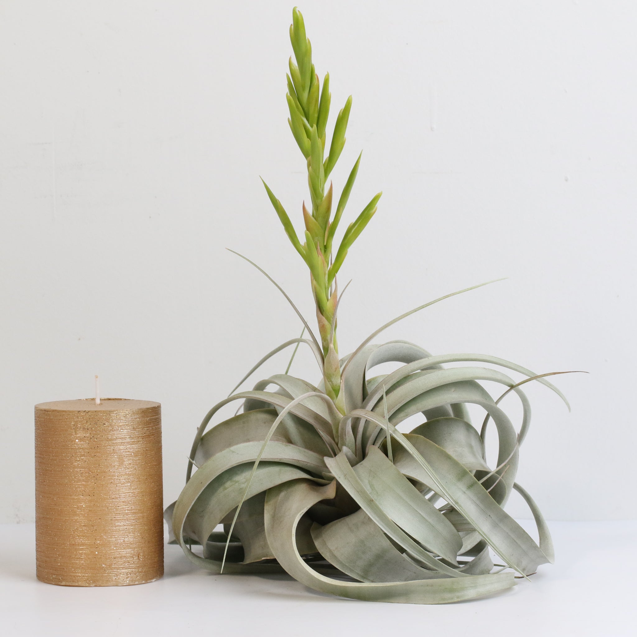 Tillandsia Xerographica – Luftpflanze