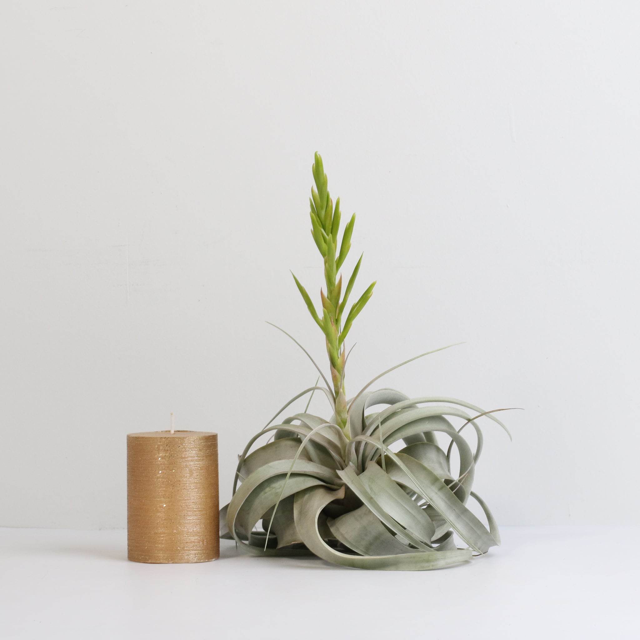 Tillandsia Xerographica – Luftpflanze