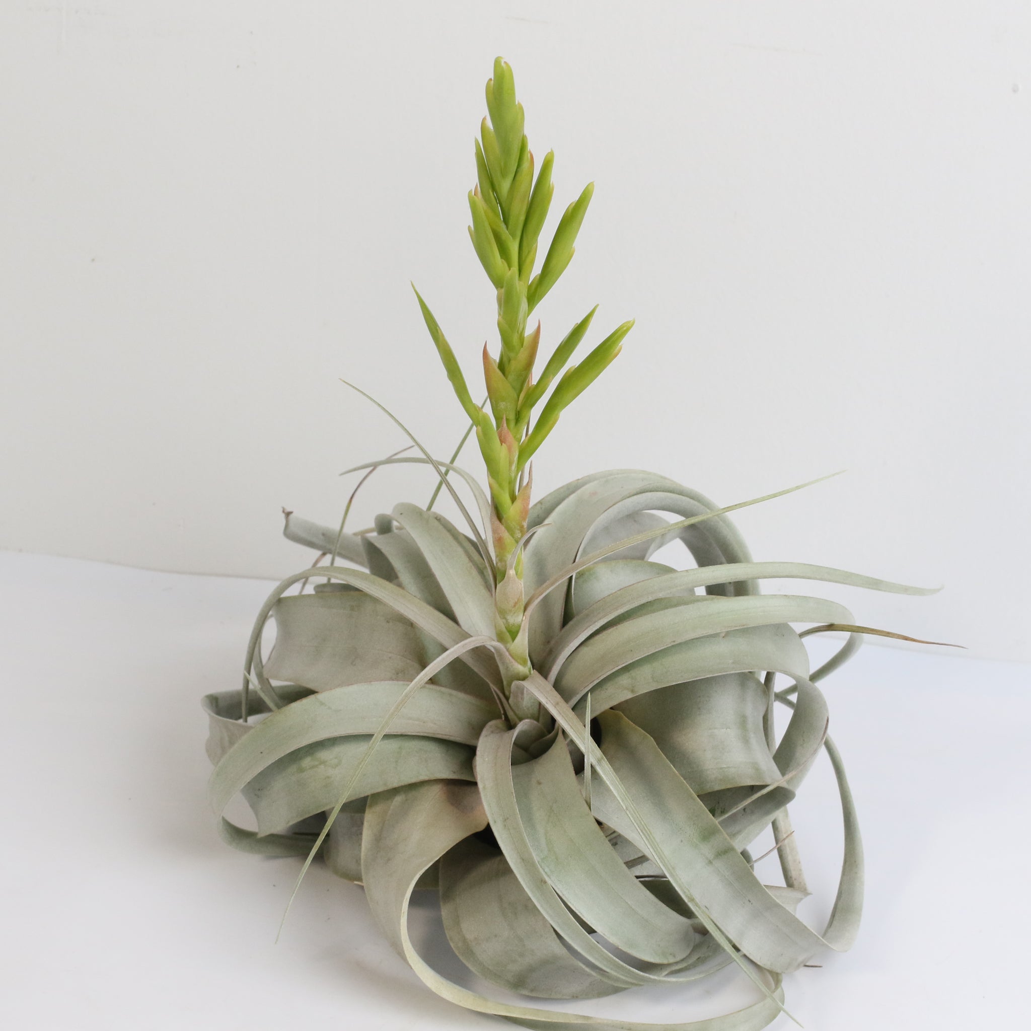 Tillandsia Xerographica – Luftpflanze