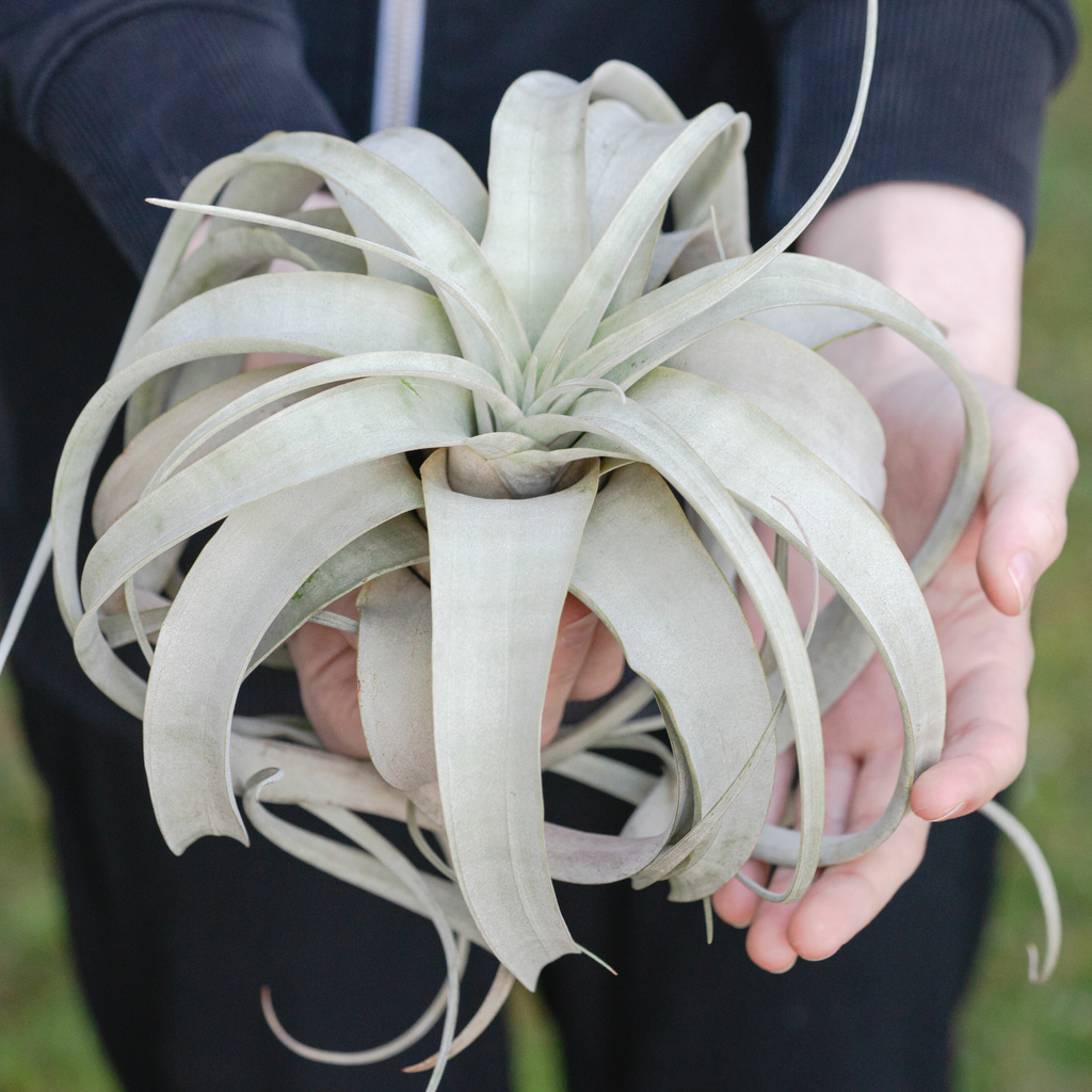 Tillandsia Xerographica – Luftpflanze