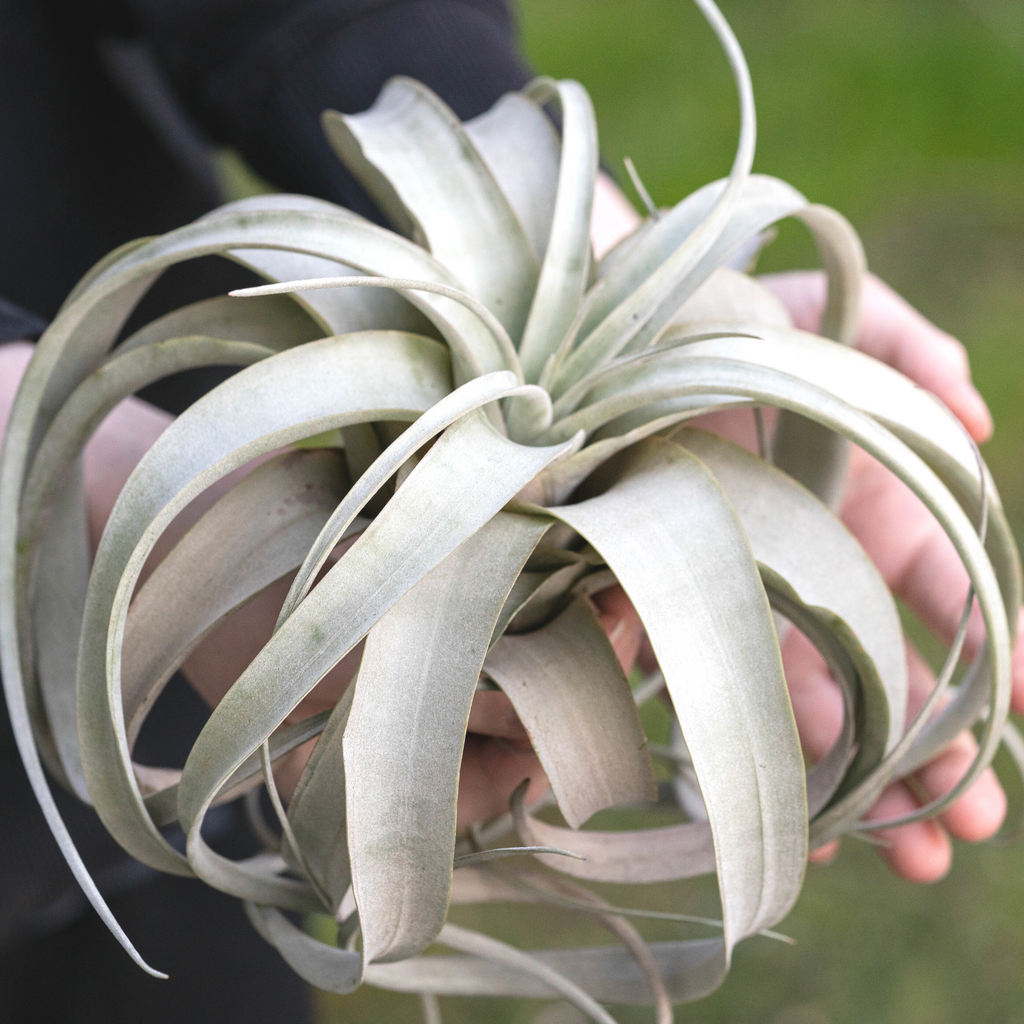 Tillandsia Xerographica – Luftpflanze