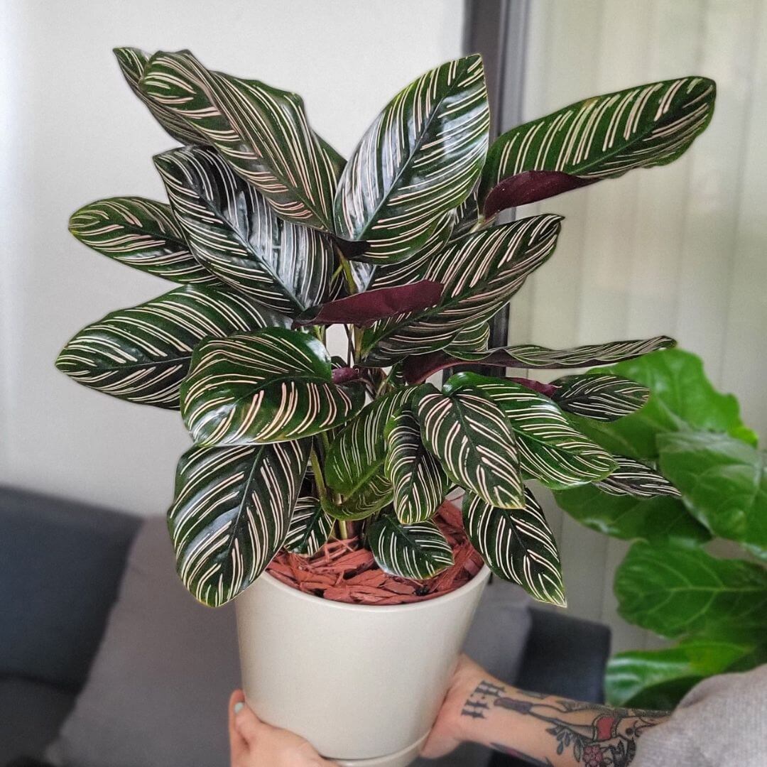Calathea Pink Pinstripe (Ornata) – Gebetspflanze