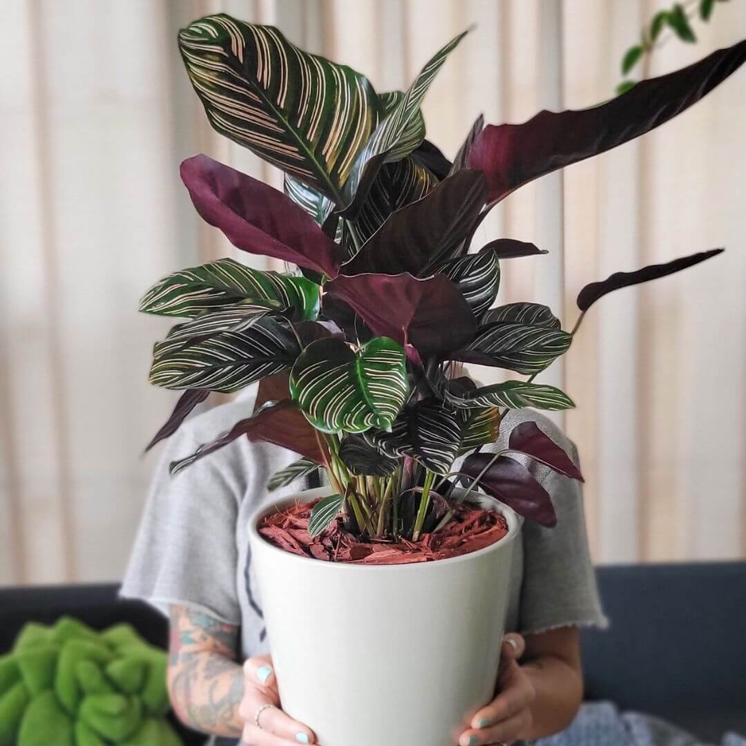 Calathea Pink Pinstripe (Ornata) – Gebetspflanze