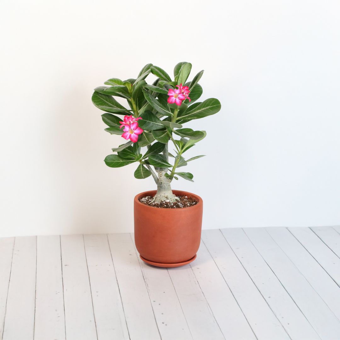 Wüstenrose – Adenium obesum