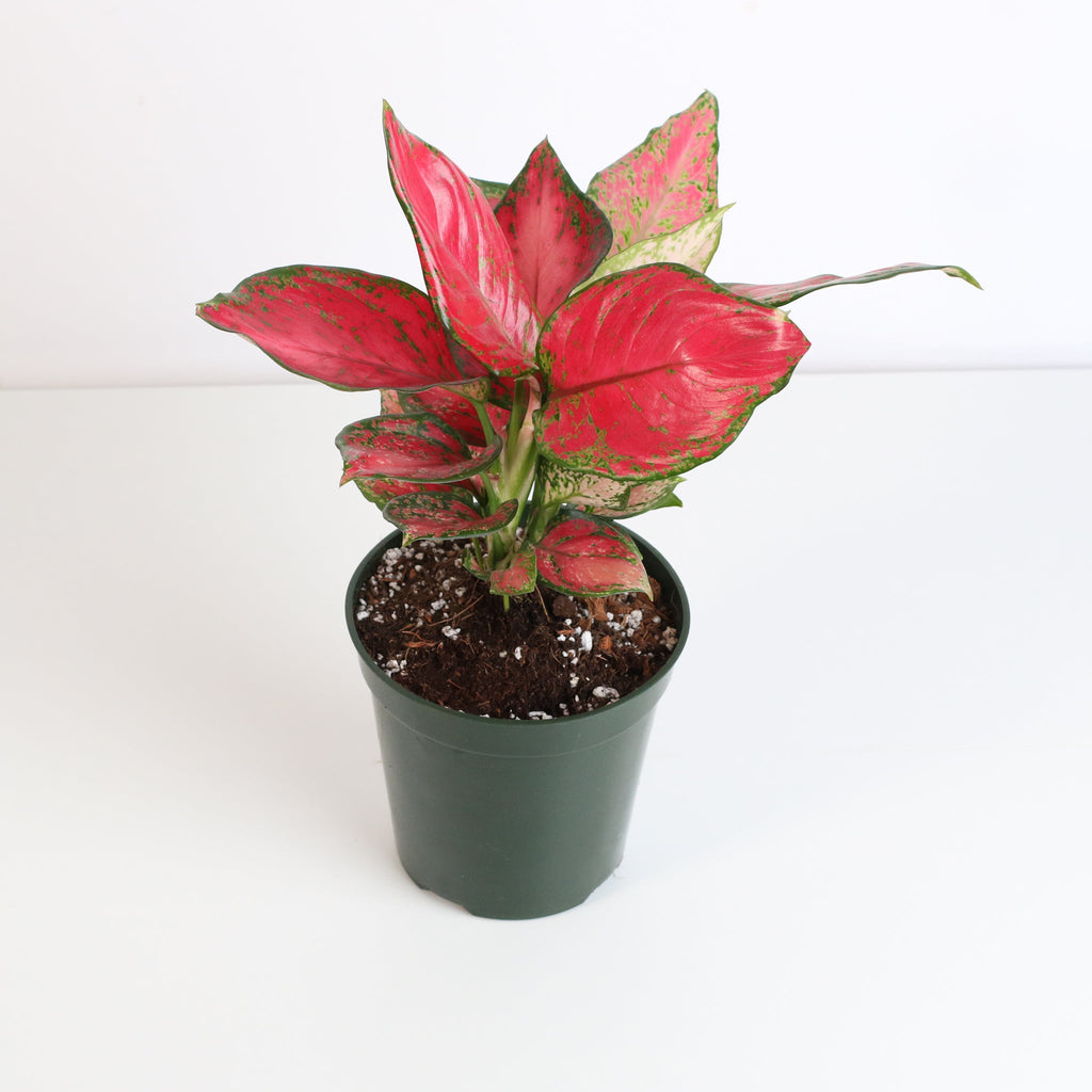 Aglaonema „Wishes“ – Pinkfarbene Pflanze