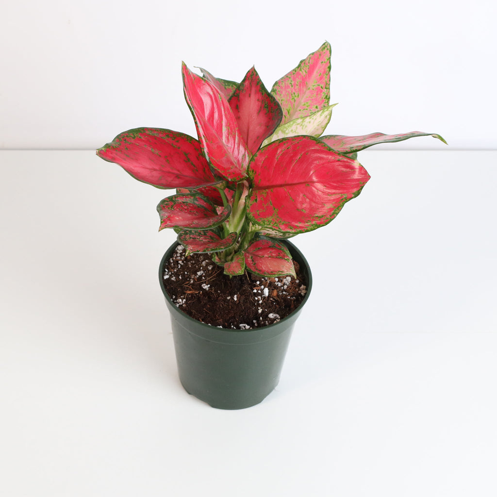 Aglaonema „Wishes“ – Pinkfarbene Pflanze