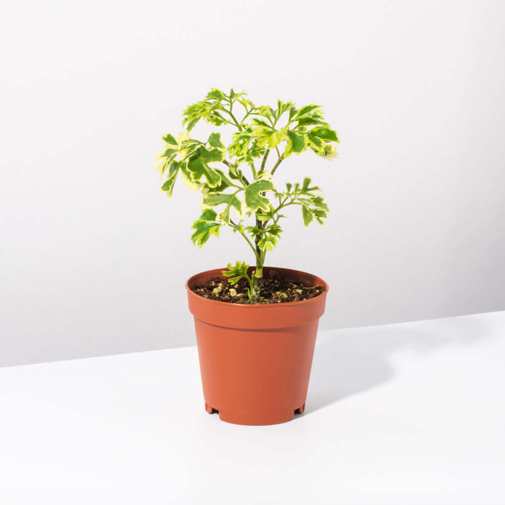 Ming-Aralie Schneeflocke - Polyscias fruticosa