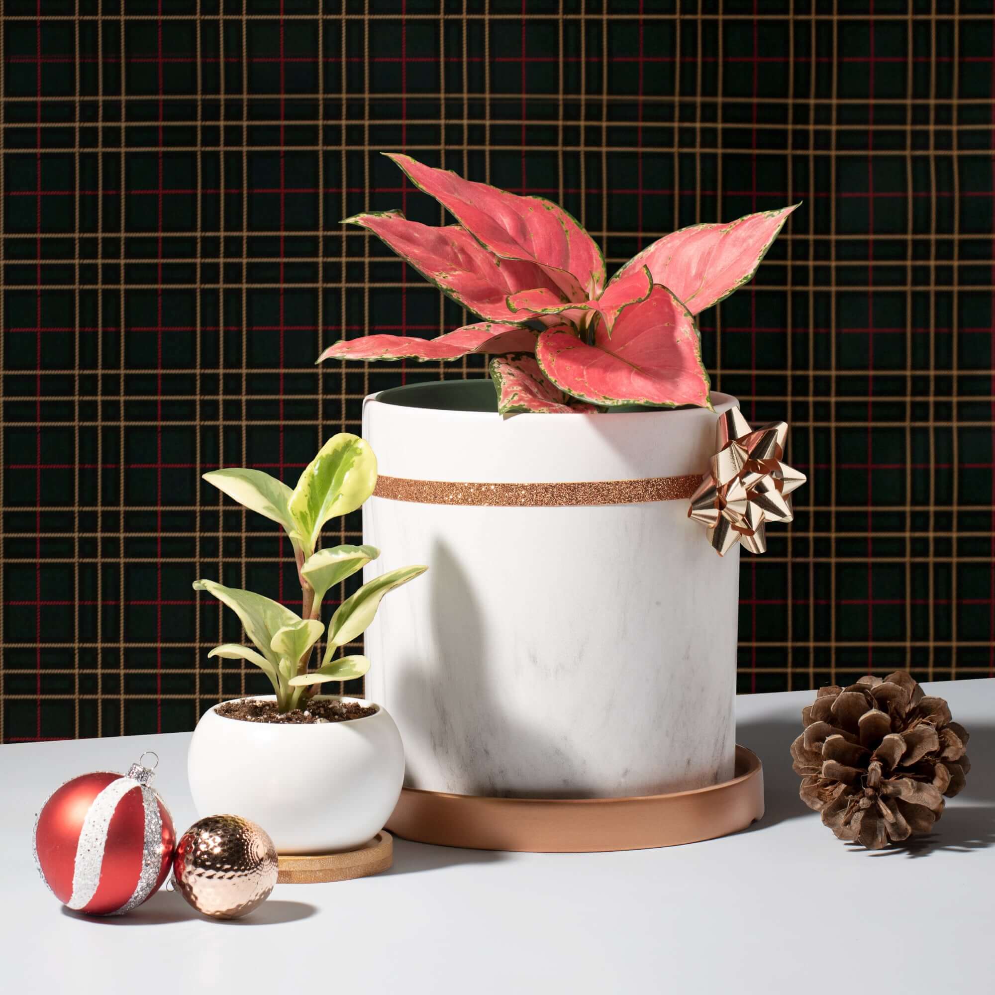 Aglaonema „Wishes“ – Pinkfarbene Pflanze