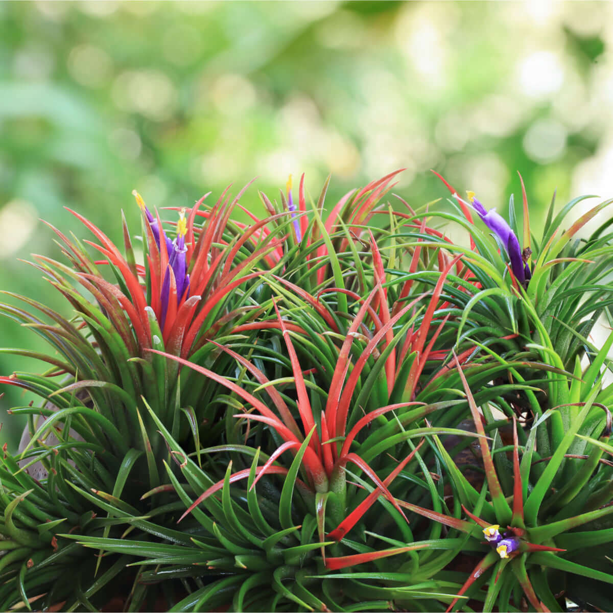 Tillandsia Fuego – Luftpflanze Ball