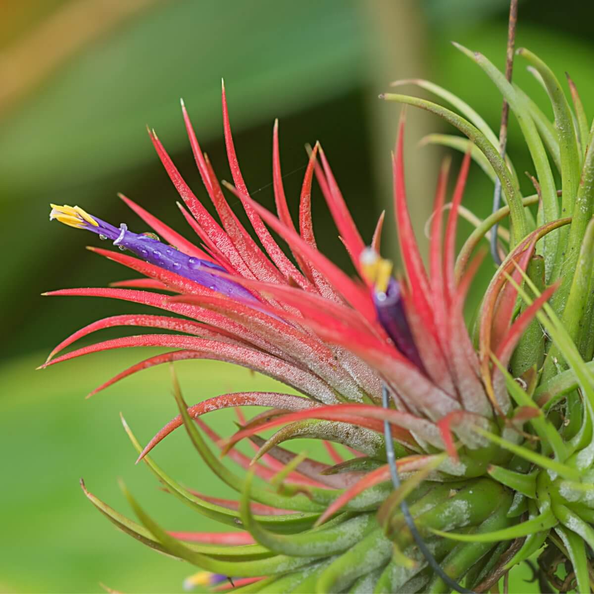 Air-Plant-Terrarium-Set