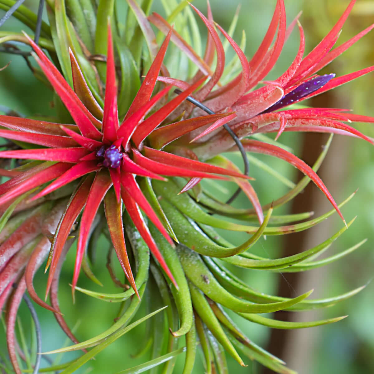 Tillandsia Fuego – Luftpflanze Ball