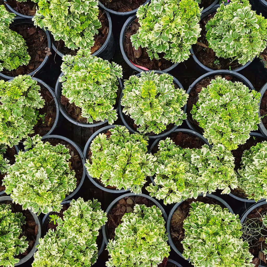 Ming-Aralie Schneeflocke - Polyscias fruticosa