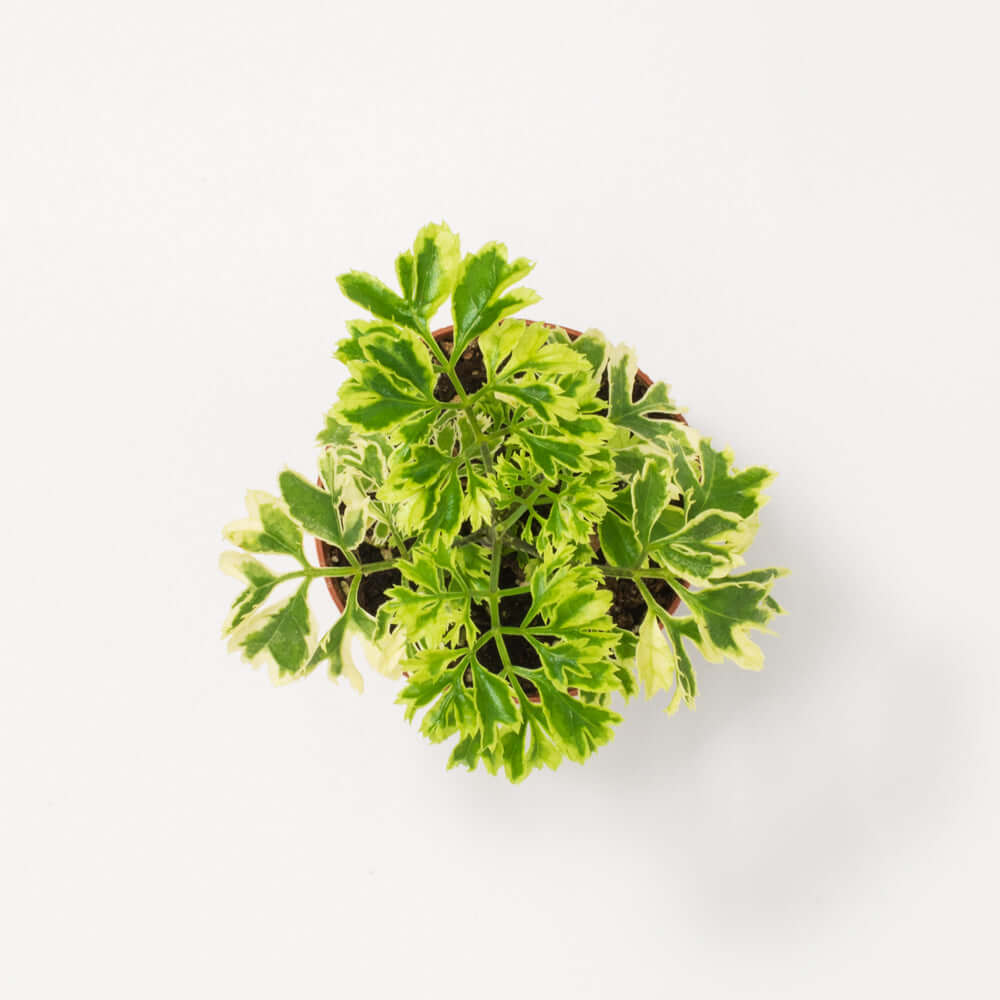 Ming-Aralie Schneeflocke - Polyscias fruticosa